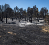 Extinguido el incendio forestal de Almorox