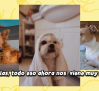 ¿Qué es mejor: acoger o adoptar una mascota? La ayuda que necesitan las protectoras de animales