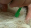 Las mascotas están más expuestas en verano a contraer enfermedades por la picadura de los insectos