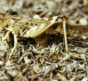 SEO/BirdLife advierte sobre impacto de insecticidas contra la langosta en el este de Albacete