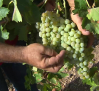 Las altas temperaturas reducen la producción de uva y adelantan la cosecha