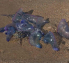 La medusa carabela invade las playas del País Vasco