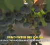 La uva tinta podría madurar más rápido - 10/08/2026