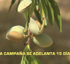 La campaña de almendra se adelanta 15 días - 11/08/2026