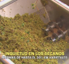 Inquietud en los secanos, mermas de hasta el 30 % en varietales - 14/08/2026