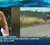 Se escapa un toro de los encierros de Aljubé, pedanía de Tobarra (Albacete)