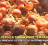 La cebolla tardía viene temprana - 19/08/2026