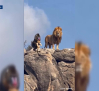Ola de memes en las redes sociales sobre el león de la Sierra de San Vicente