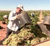 Las variedades más tempranas de uva ya están recogidas en Castilla-La Mancha