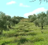 Los olivos de la Alcarria podrían conseguir un sello marchamo de calidad