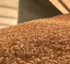 Escasa recolección de almendra en la provincia de Ciudad Real