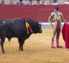 Novillada desde Villaseca de la Sagra (04/05/2026)