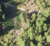 Detenidos por plantar marihuana oculta en zonas boscosas de Huélamo y San Martín de Boniches