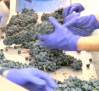 La cosecha de uva tinta de la UCLM entra en su bodega experimental