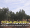 Vendida la última cosecha de aceite - 14/09/2026