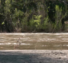 Detectan bacterias fecales resistentes a los antibióticos en el río Tajo a su paso por Toledo