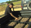 Plantan en la provincia de Guadalajara los primeros bulbos de azafrán