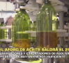El primer aforo de la nueva cosecha olivarera se conocerá el 29 de septiembre - 24/09/2026