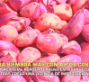 Otra siembra de ajo con altos costes - 28/09/2026