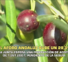 Andalucía espera una producción de aceite de 1.261.200 toneladas - 29/09/2026