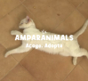 Adoptar un gato es mejor que un perro... si es tu primera mascota