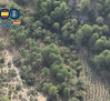 Desmantelan dos plantaciones de marihuana ocultas en pleno monte de la Serranía Baja conquense