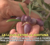 El campo - 05/10/2026
