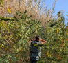 Ocho detenidos por cultivar una plantación de marihuana cerca de un arroyo en Pantoja
