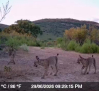 Se avistan a tres cachorros de lince ibérico en Cabañeros