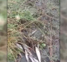 Las cenizas del incendio de Burgohondo provocan la muerte de peces en el río Tiétar