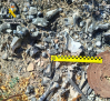 Detenido por abandonar una rehala de 29 perros, que han muerto, en la comarca de La Jara