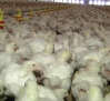 El virus de Newcastle mantiene en guardia al sector de producción de huevos