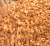 El cultivo de pistacho en Castilla-La Mancha refuerza su posición en el mercado
