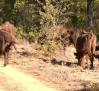 Nace el primer bisonte en El Recuenco