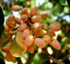Recogemos pistachos en Villamalea