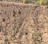 Descontento entre los agricultores en relación a la campaña del girasol