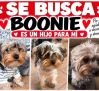 SE BUSCA: Boonie, un yorkshire perdido en la urbanización Aguacampada de Albacete