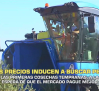 Los bajos precios del aceite podrían retrasar las recolecciones tempranas- 15/10/2026