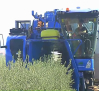 La campaña de la aceituna se adelanta en algunas almazaras de Castilla-La Mancha, que esperan una mayor producción