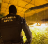 La Guardia Civil interviene 2.630 plantas de marihuana cultivadas en sótanos con accesos ocultos