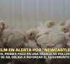 Castilla-La Mancha en alerta por "newcastle" - 19/10/2026