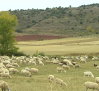 Las pedanías de Sigüenza sufren ataques de lobos