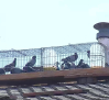 A la caza de las palomas en Herencia (Ciudad Real)