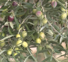 Viejo Verde, el aceite de cosecha temprana de olivos centenarios de la Alcarria conquense