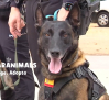 Albacete da la bienvenida a sus dos nuevos agentes caninos: Kora y Kai