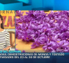 Madridejos se prepara para celebrar las Jornadas del Azafrán
