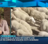 Madrid se prepara para la Fiesta de la Trashumancia este fin de semana