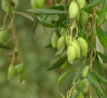 Las almazaras empiezan a recibir las primeras aceitunas
