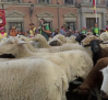 Un rebaño de Porzuna toma las calles de Madrid en el paseo de la fiesta de la trashumancia