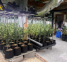 Desmantelados dos cultivos de marihuana en El Casar de Escalona y Numancia con más de 2000 plantas
